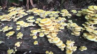 タモギタケの群生2015.8.4