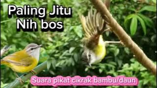 Suara pikat burung cikrak bambu(cikrak daun)  paling ampuh seantero jagat #suarapikatburungkecil