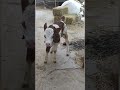 Buzağı Besi Tiktok Video