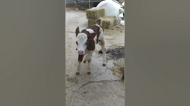 Buzağı#besi#tiktok#video