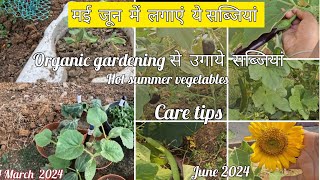 summer vegetables to grow at home #plants #cucumber #urbangardening #flowers #vlogs