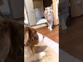 猫が苦手な犬と大好きな犬の違いがこちら(笑)【ボーダーコリー・シベリアンハスキー】