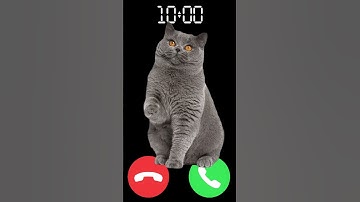 meow 🐈 #iphone #cat #ringtone #shortvideo #kitten #shorts