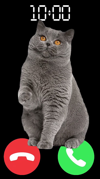meow 🐈 #iphone #cat #ringtone #shortvideo #kitten #shorts