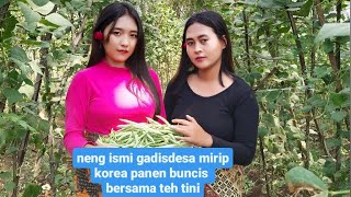 Neng ismi gadis desa mirip orang korea panen buncis bersama teh tini