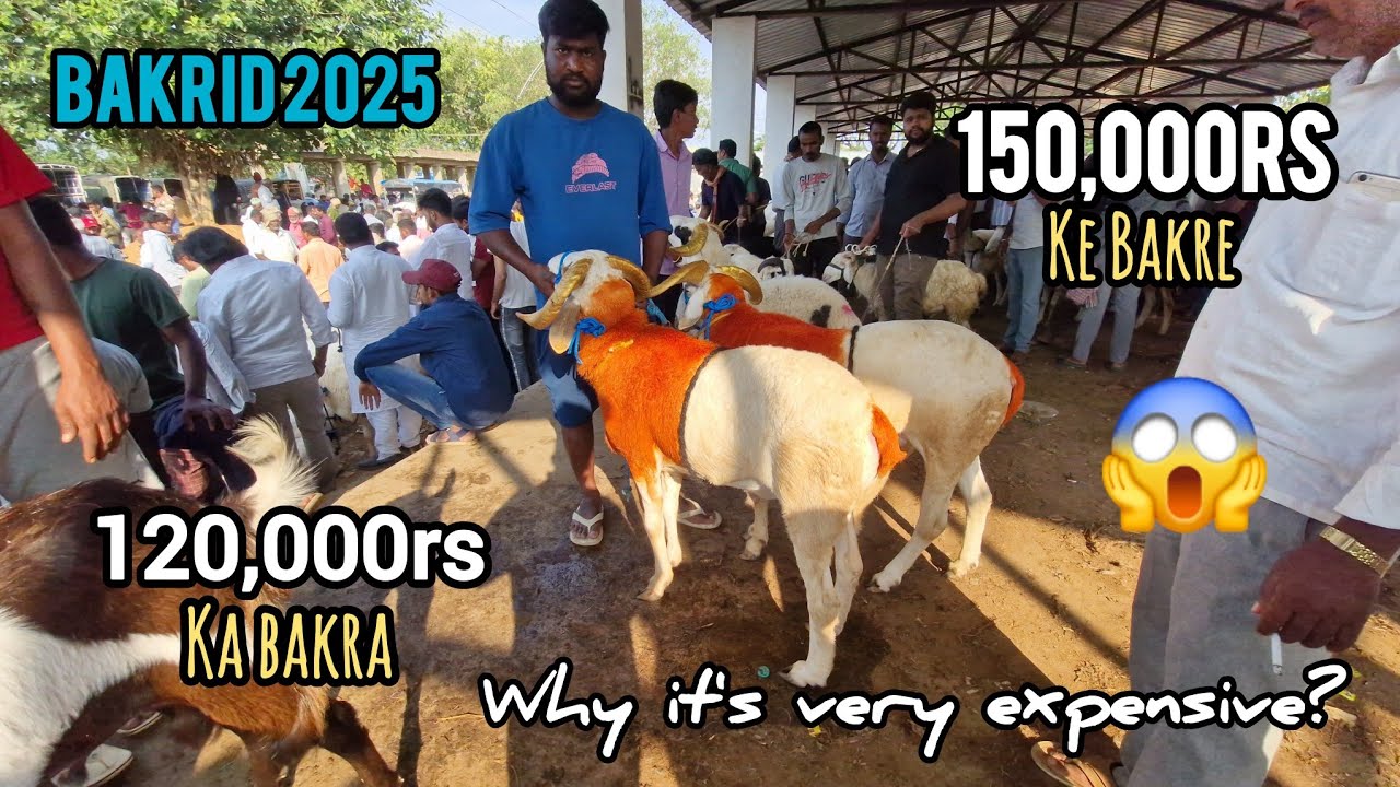 Bakrid 2025 Hindiganala Sheep And Goat Market H-cross Market Full Detail Video Monday Morning Market