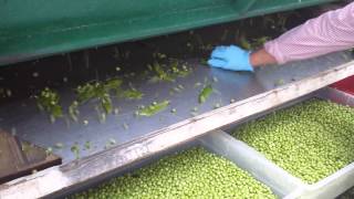 Shelling English Peas at Swank Farms