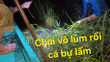 Cắm câu ngủ muỗi xuyên đêm ngoài đồng dính đủ loại cá thấy mê | Săn bắt SÓC TRĂNG |