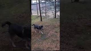 Собака выгоняет кобеля со своей территории.