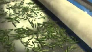 Green Beans Sorting on Manta® 2000 Laser / Camera Sorter Net Worth