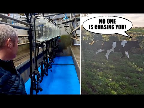 ADDING WORKPLACE COMFORT | OUT SMARTING A CLEVER ANIMAL!