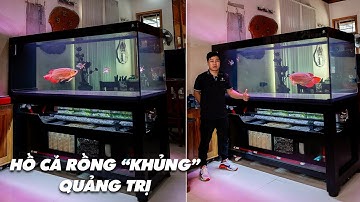 Đi Quảng Trị thăm HỒ HỒ CÁ RỒNG VIEW 2 MẶT DÀI 1m95 - LỌC BAKI THẾ HỆ MỚI