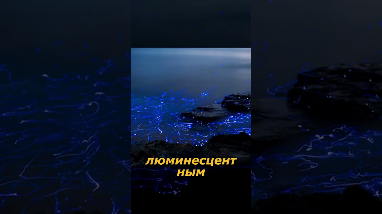 Креветки - интересные факты #shorts #животные #интересно
