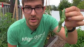3 Tips to Controlling & Preventing Tomato Hornworm Organically