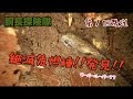 山奥であの絶滅危惧種を発見！！