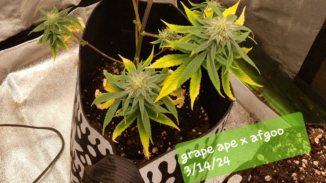 Strain Review: grape ape x afgoo grow to smoke experience boomer learning to grow series