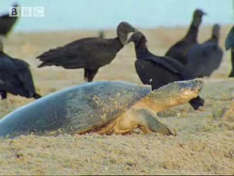 Giant turtles vs vultures  - BBC wildlife