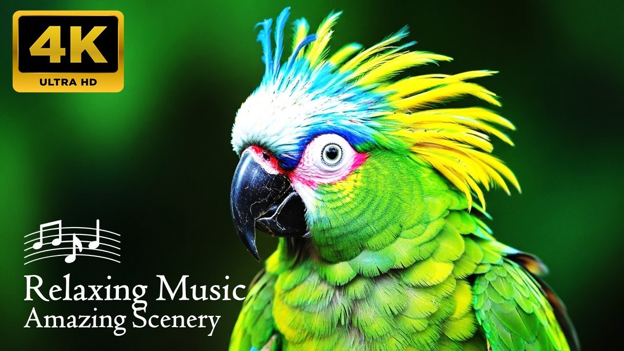 Birds of the Amazon 4K | Stunning Birds That Call the Jungle Home | Scenic Relaxation Film
