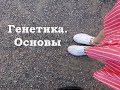 Генетика с нуля. Задачи по генетике. Подготовка к ЕГЭ