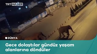 Çin'de yolunu kaybeden fil sürüsü şehri gezdi screenshot 5