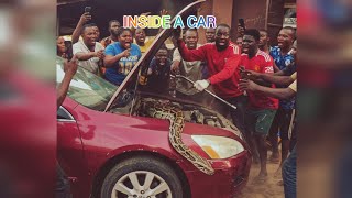 Removing a massive python from a car without hurting it.