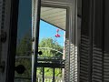 Hummingbirds #automobile #lake #train #mtb #mountains #travel #fishing #pnw #railfan #nature