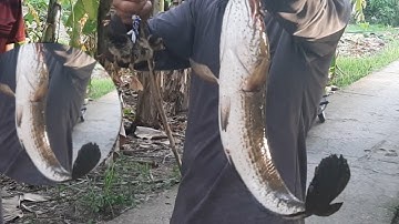 Nhấp Cá Lóc Bằng Vịt Dính Cá Lóc Khủng Quay Về Tuồi Thơ Dữ Dội.