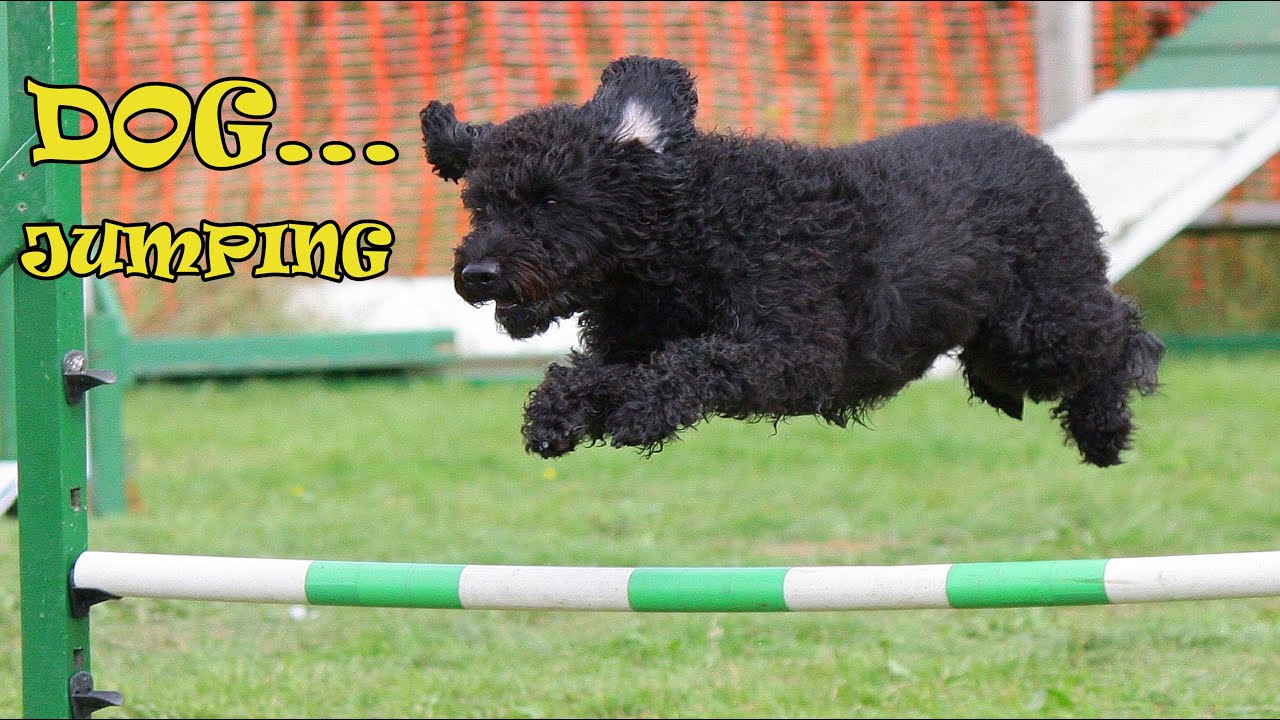 Best Dog Training Video1 How To Train Your Dog With Easy Way YouTube