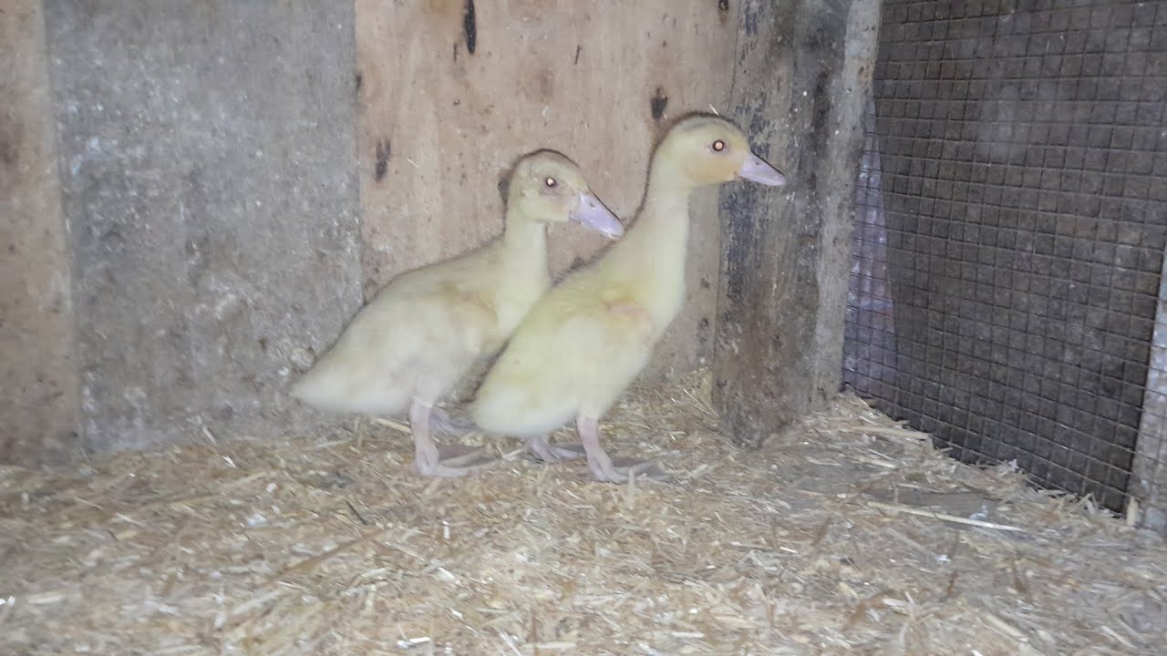 البط البغالي المستورد أبو عين حمرا تعالو نشوف أسعار البط النهارده 