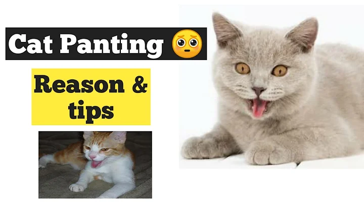 Cat Panting: Why It Happens and What to Do About It | Persian Cat Panting |Cat panting like a dog - DayDayNews