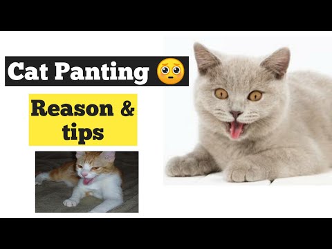 Video: Cat Panting: Waarom Dit Gebeur En Wat Om Daaraan Te Doen