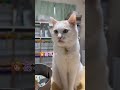 野良ちゃんから家猫になりベロもしまい忘れちゃうくらい今が幸せ全開の猫【病院猫のほっぺ太郎】#shorts