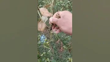 النقطة دا عش على القات اليمني متاح حاليا علاج فعال سللة نقاز عفن ذبول تقرح على القات في اليمن 