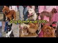 Karnal Dog Show 2020 || KENNEL CLUB OF INDIA || KARAN KENNEL CLUB