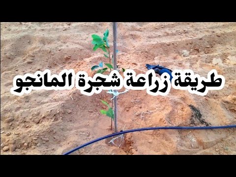 فيديو: رعاية شجرة المانجو - كيف تزرع شجرة مانجو