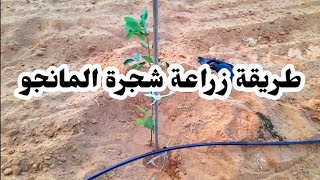 طريقة زراعة شجرة المانجو🌳 ... أسرار نجاح زراعة المانجا 🥭