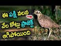 Facts about Jerdon Courser Bird ( Kalivi Kodi )