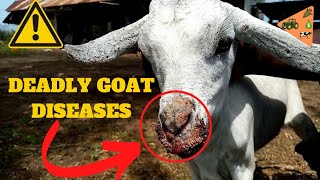 This GOAT DISEASES are VERY DEADLY & Here is How to TREAT THEM.