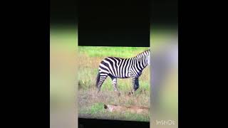 Lionne attaque zebre
