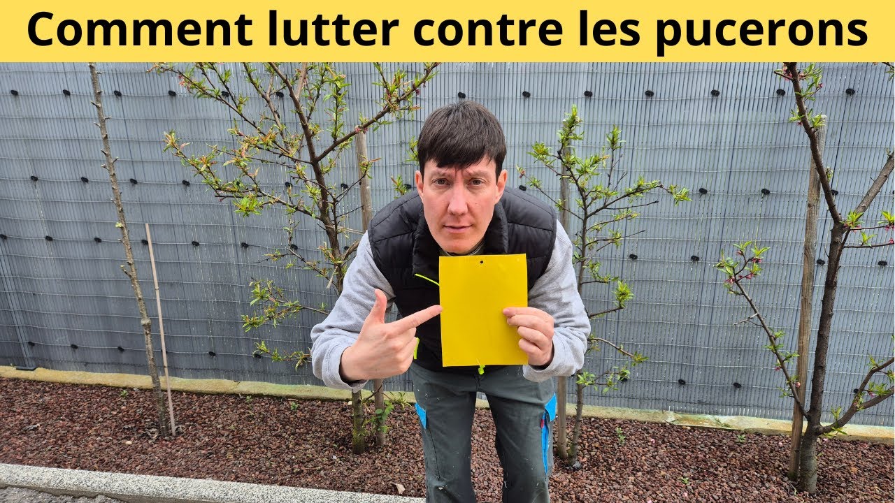 Comment lutter contre les pucerons