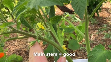 How to prune indeterminate tomato plants