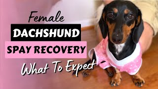 Female DACHSHUND Spay Recovery - What to Expect by Dachshund Station 2,853 views 1 year ago 2 minutes, 11 seconds