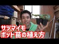 サツマイモのポット苗の植え方