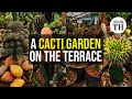 Meet the man who has 2500 cacti plants on his terrace