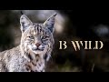 Wildlife / Animals / Jaguar, Cougar, Onza, Bobcat, Eagle, Javelina, Falcon, Bear, Deer / Trailcamera