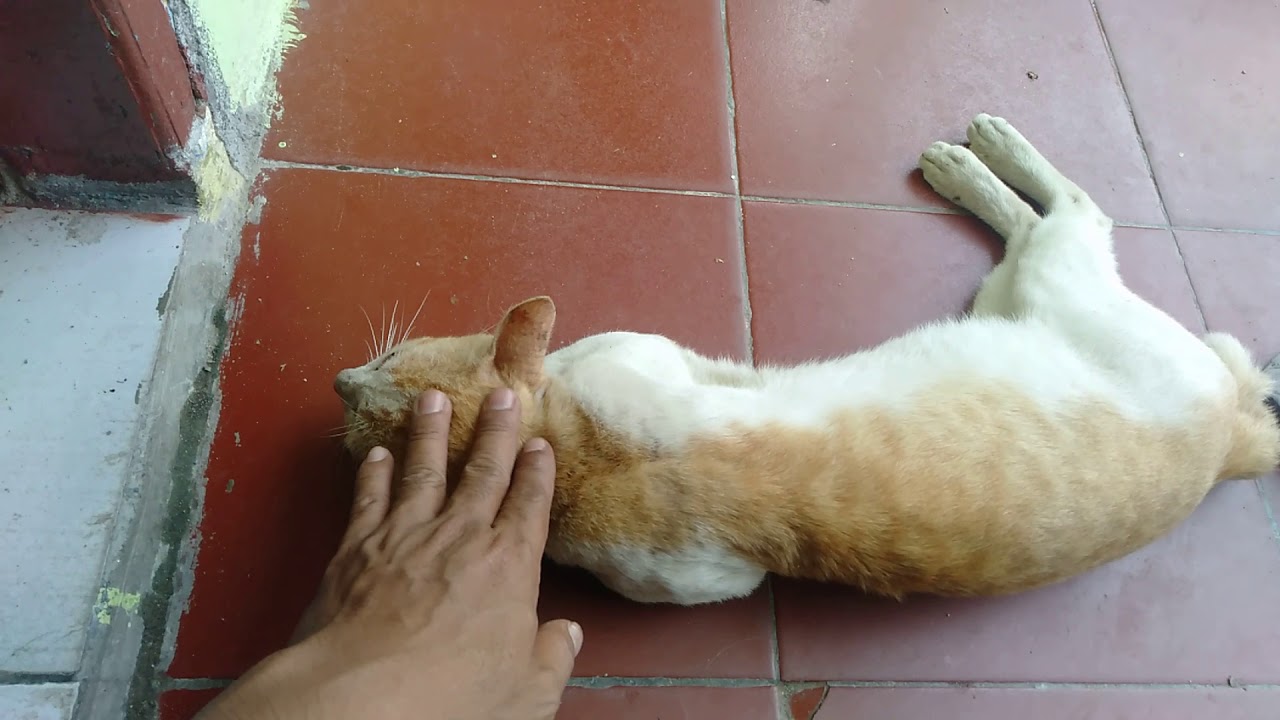 Kucing || IS OREN 
