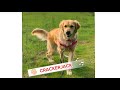 Dog Freestyle Routine To CrackerJack By Dolly Parton mp3