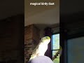 magical birdy dust #birdsofinstagram #bird #parrot #parrotlet #parrotvideo #cutebirds #birdslover