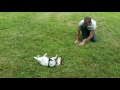 Winding up the dog