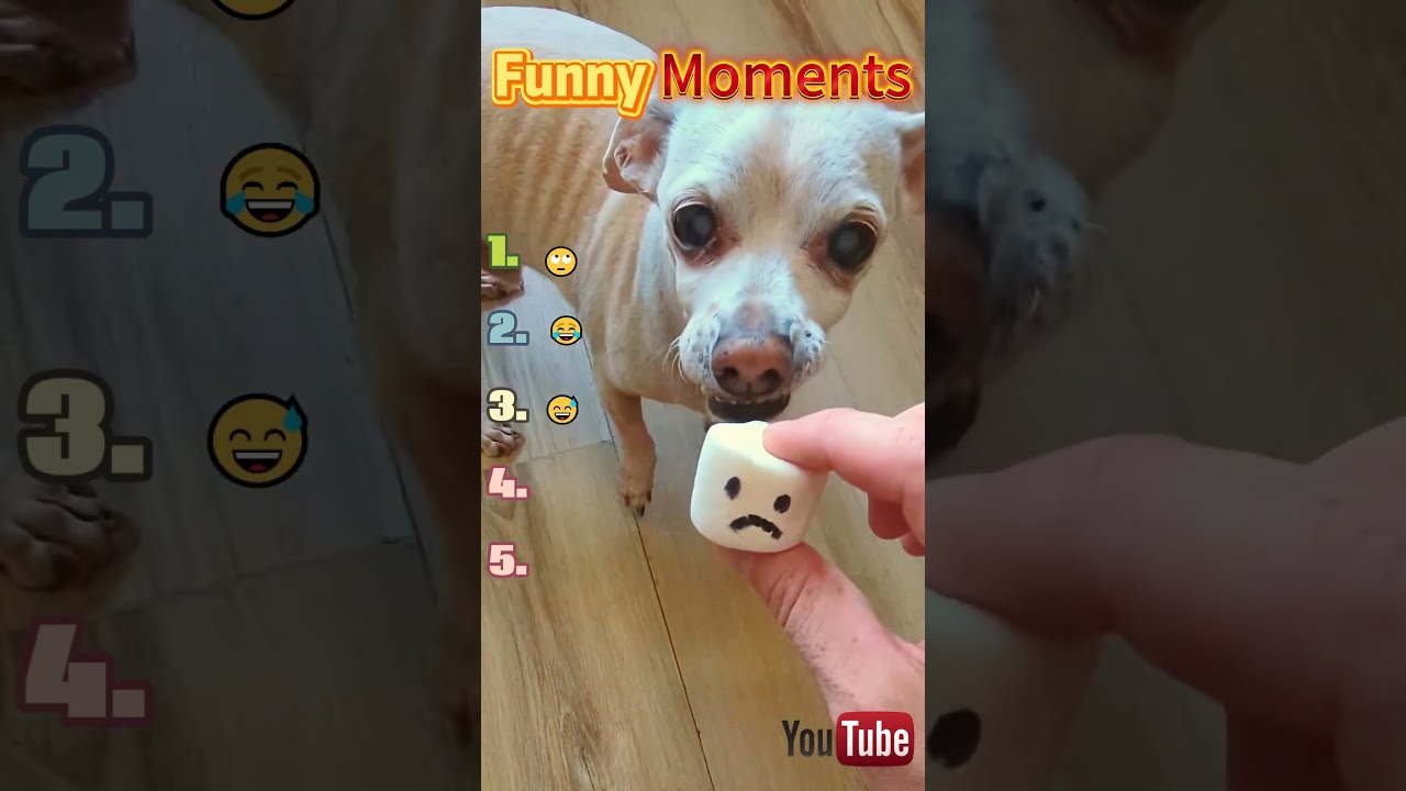 This is so funny, l couldn't stop laughing #funny#doddlersoftiktok #funnyvideos#duet